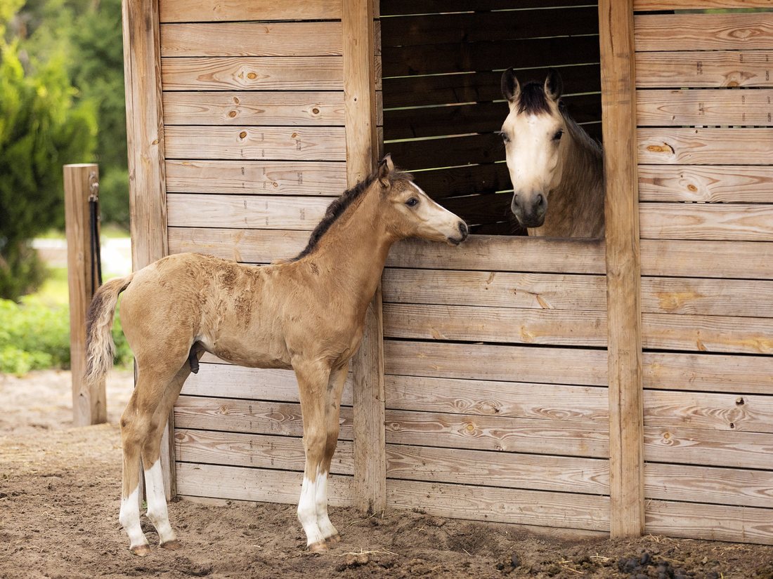 A buckskin foal nose to nose with a horse looking out of a stall window