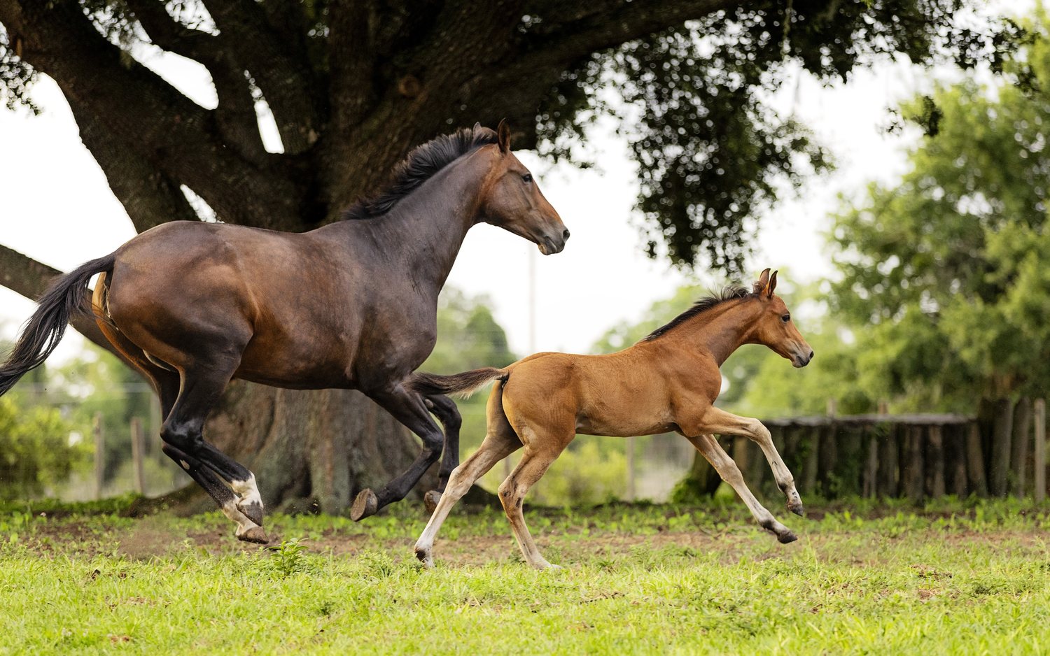 A dark bay mare and her chestnut foal cantering across a field beneath a live oak