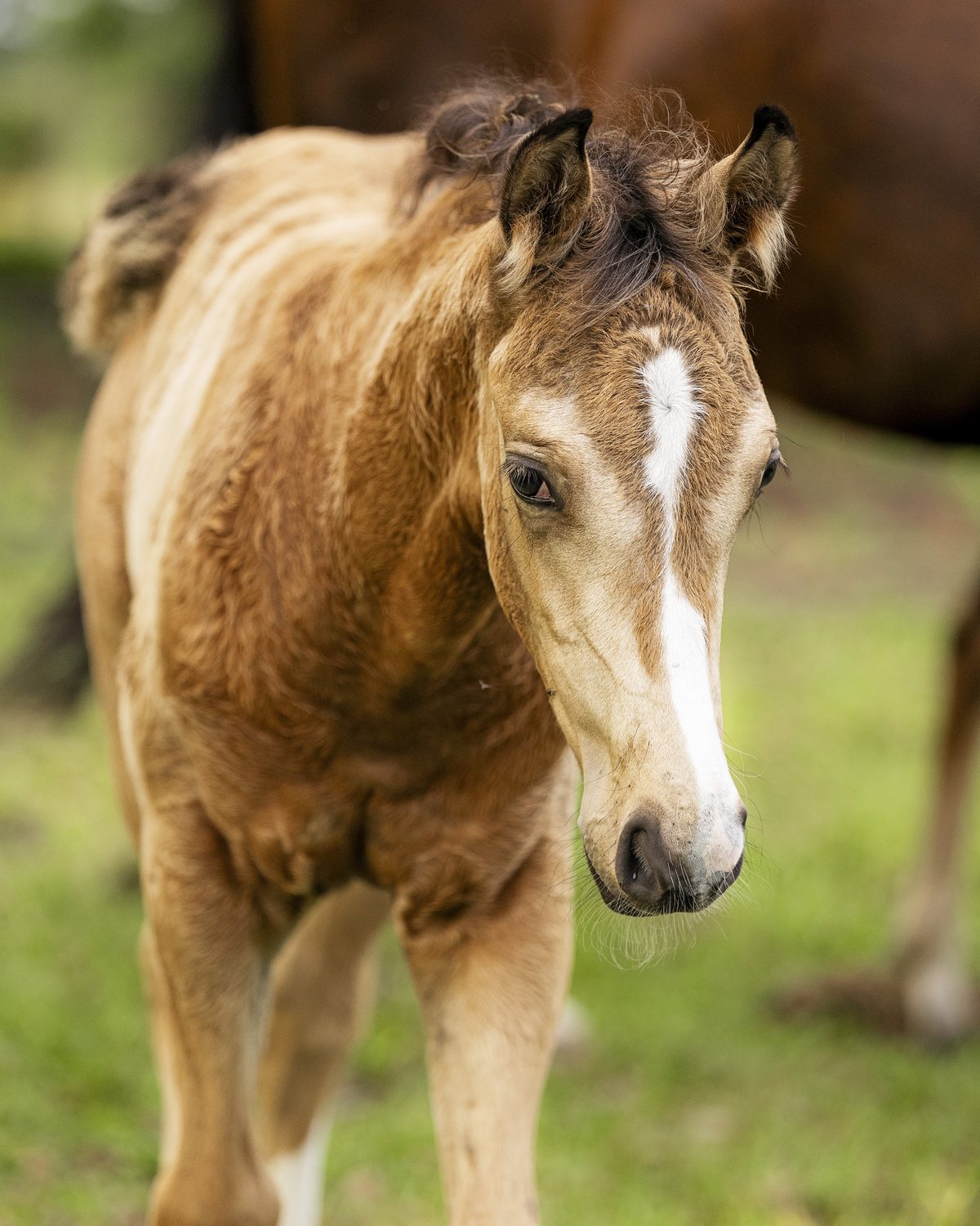 Atlas, a buckskin foal, walking toward the camera on grass with his dam behind him