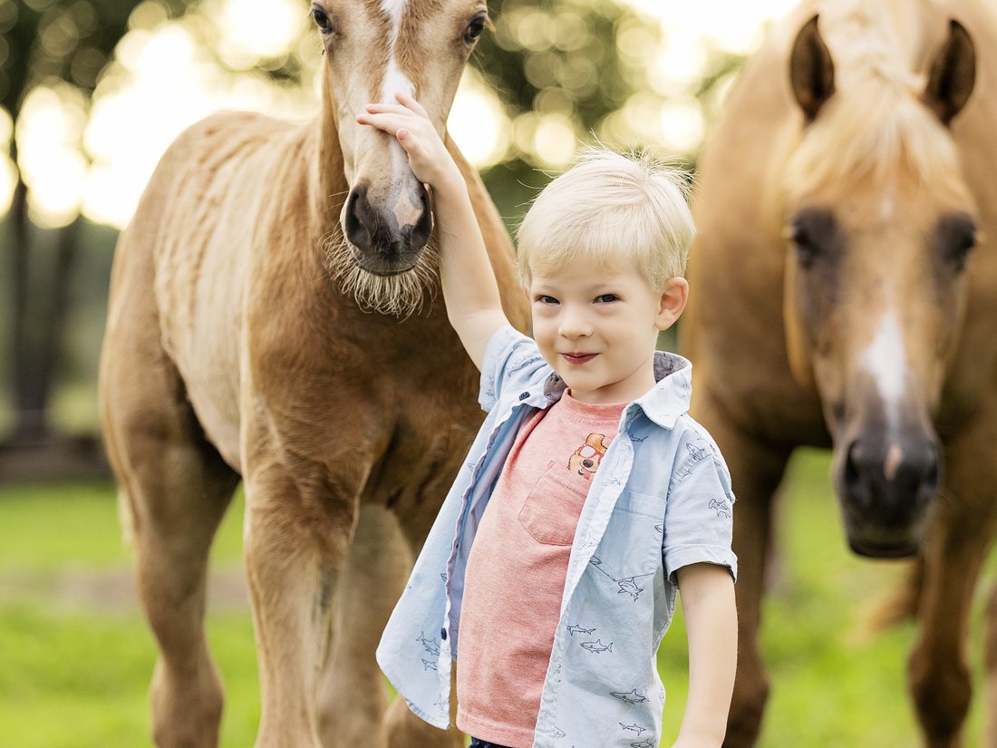 A small boy reaching up to a palomino foal while the mare stands beside them