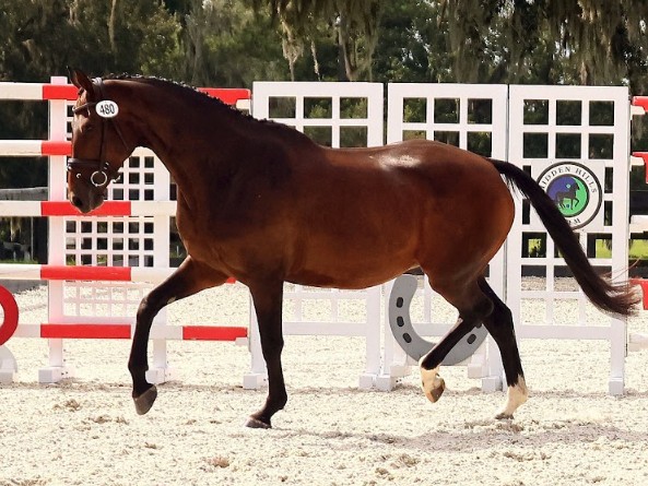 Wenke, a bay Oldenburg mare, trotting loose in an arena at an inspection